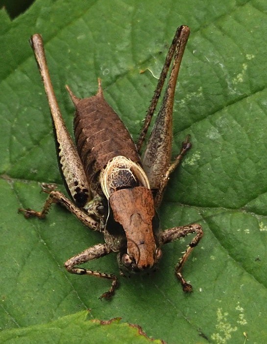 Gewöhnliche Strauchschrecke, Pholidoptera griseoaptera Männchen